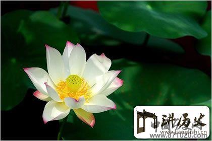 佛教象征物，佛教莲花图片大全