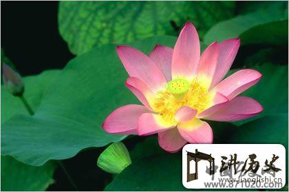 佛教象征物，佛教莲花图片大全