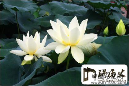 佛教象征物，佛教莲花图片大全
