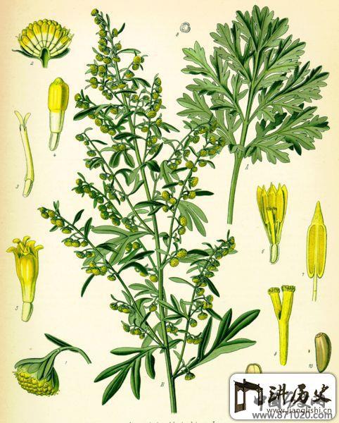 苦艾酒的制作流程-酒知识，酒文化，酒品评，酒友家园！-闻酒知香