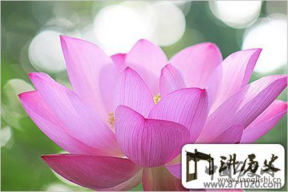 佛教象征物，佛教莲花图片大全