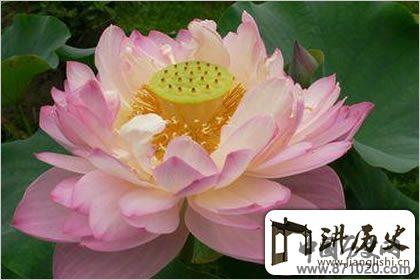 佛教象征物，佛教莲花图片大全
