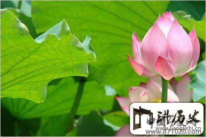 佛教象征物，佛教莲花图片大全