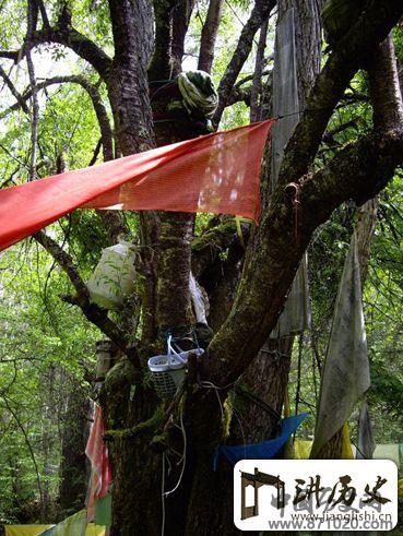 探秘藏族神秘树葬区