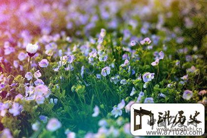 一花一世界，禅语感悟人生的句子赏析