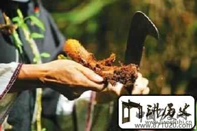 黎族人传统常用草药有哪些？黎族医药学