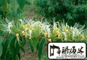 苗族医药文化苗族药物是怎样闻名起来的