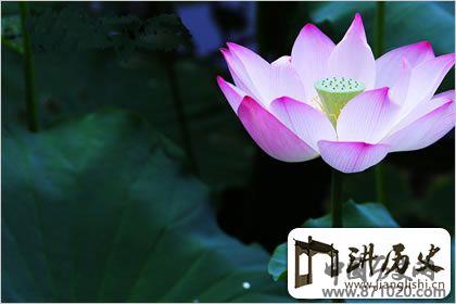 佛教象征物，佛教莲花图片大全