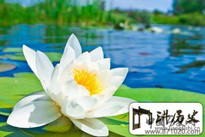 佛教文化详解：莲花为首的佛教四大吉花