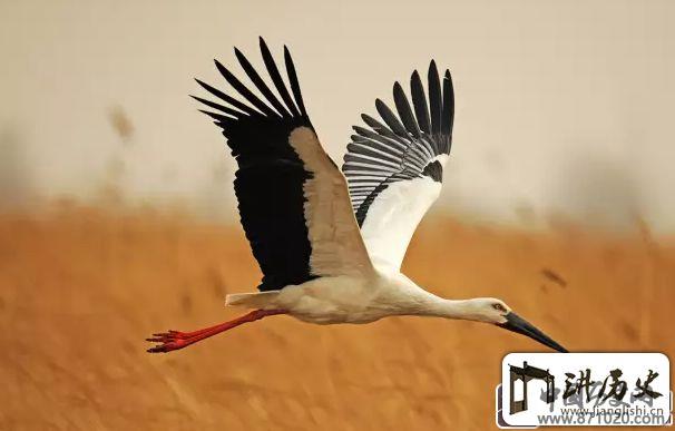 德国餐桌礼仪-德国餐桌文化-德国餐桌注意事项