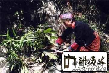 黎族医生是怎样用传统方法处理毒蛇咬伤的