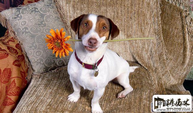 送花礼仪常识-不同节日送花礼仪-不同场合送花礼仪