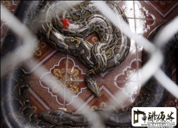 柬埔寨村落为蟒蛇举行婚礼