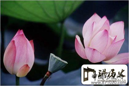 佛教象征物，佛教莲花图片大全