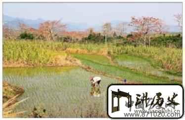 黎族人是怎样水田耕作的？有何民族特点