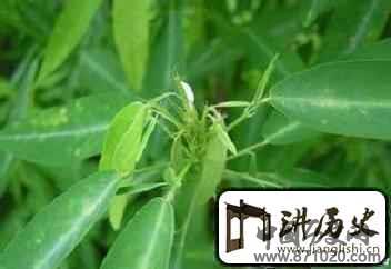 水族之乡水都的“三奇”分别指的是什么