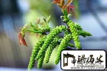 羌族山珍简介羌族特产核桃花是怎样的
