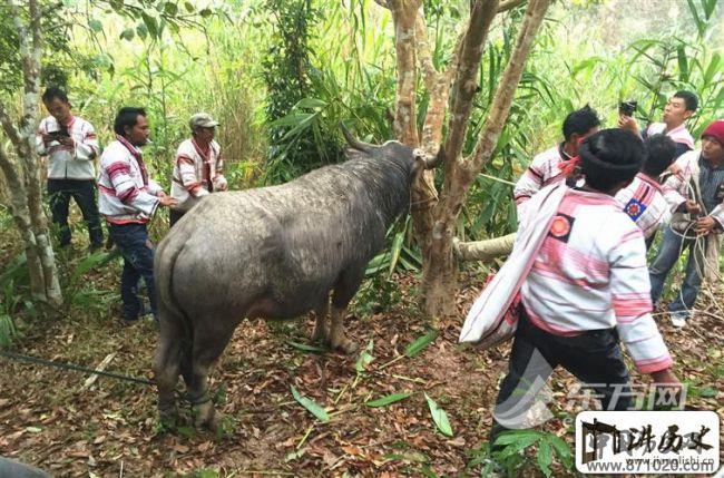 中华民族“最后”一支花——走进神秘基诺族