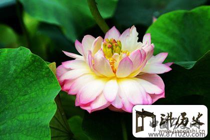 放生是什么意思，遵循善恶有报的理论