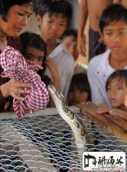 柬埔寨村落为蟒蛇举行婚礼