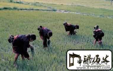 黎族“采集”主要指什么？为何成为黎族副业