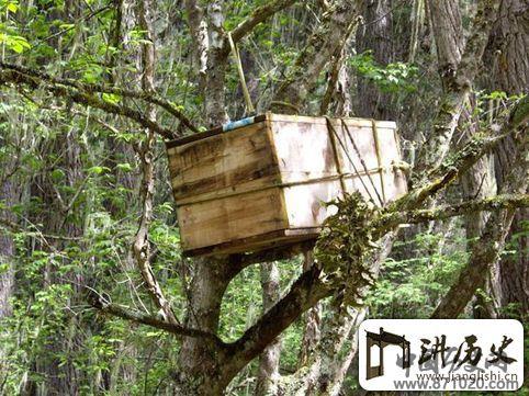 探秘藏族神秘树葬区