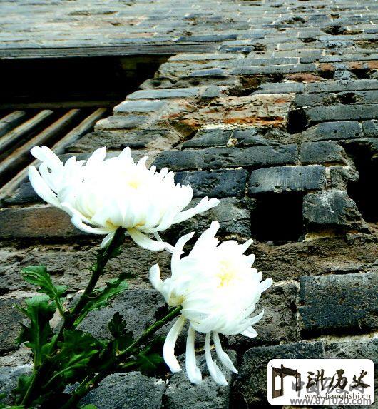 同样是悼念,不妨摆鲜花