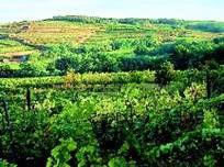 奥地利的葡萄酒产区-酒知识，酒文化，酒品评，酒友家园！-闻酒知香