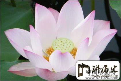 佛教象征物，佛教莲花图片大全